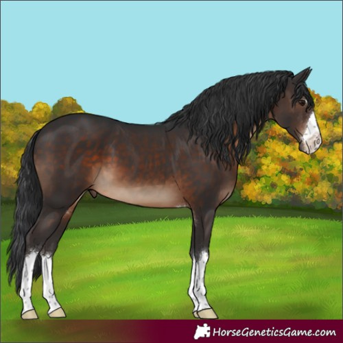 Horse Color:Brown 