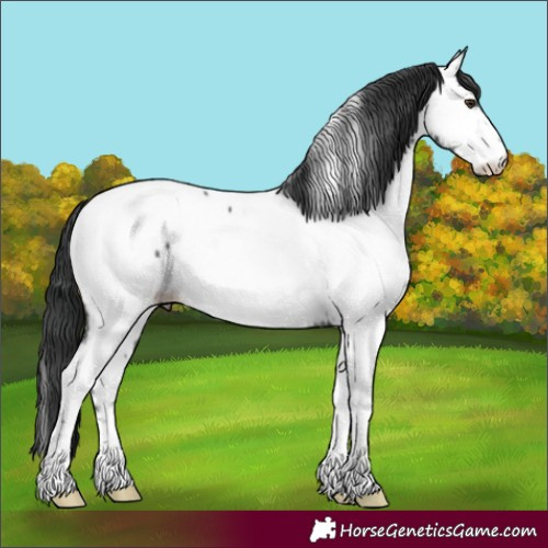 Horse Color:Black Tobiano Near Fewspot 
