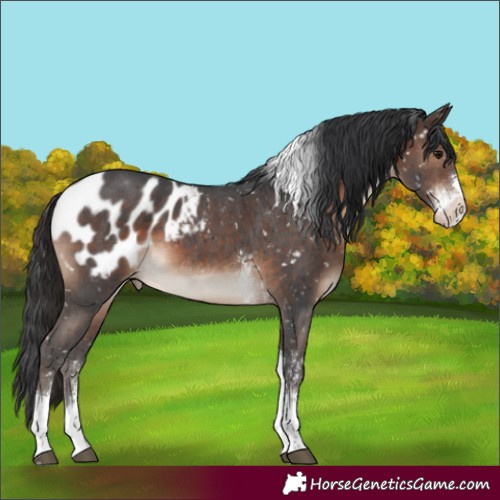 Horse Color:Brown Sabino Tobiano Blanket 