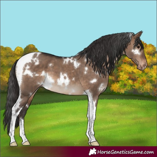 Horse Color:White Spotted Brown Dun Tobiano Blanket