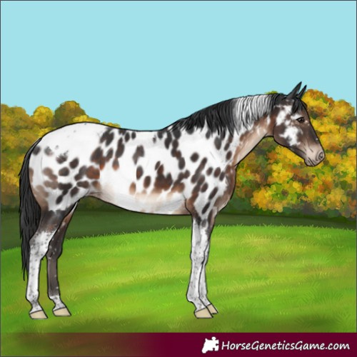 Horse Color:Brown Tobiano Near Leopard 