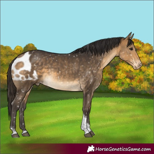 Horse Color:Buckskin Tobiano Skewed LP Spotted