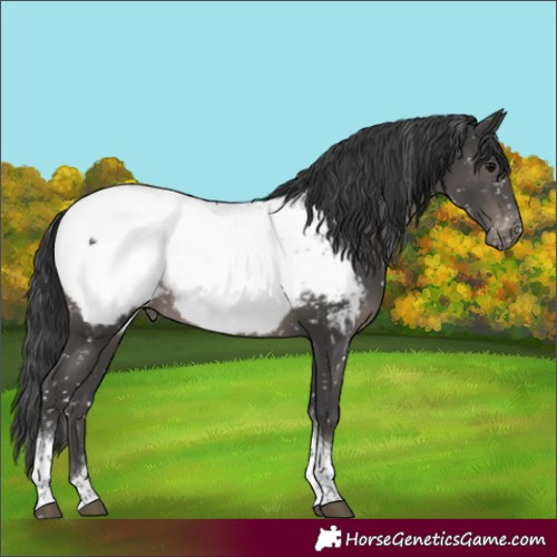Horse Color:Black Tobiano Near Fewspot 