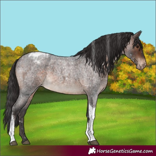 Horse Color:Brown Roan Tobiano Blanket 