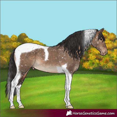 Horse Color:Brown Dun Tobiano Snowflake Varnish