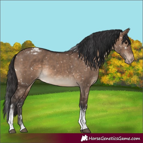 Horse Color:Brown Dun Tobiano Blanket
