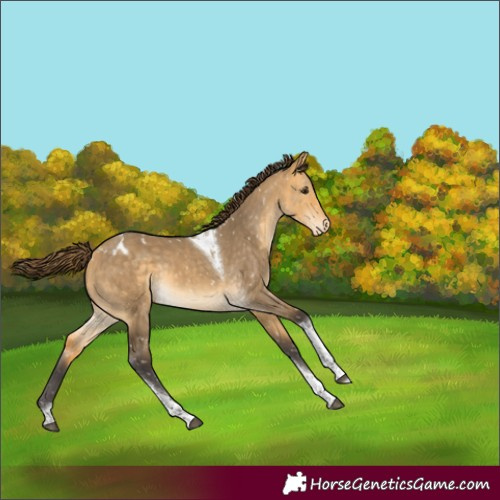 Horse Color:Buckskin Dun Tobiano Blanket Rabicano