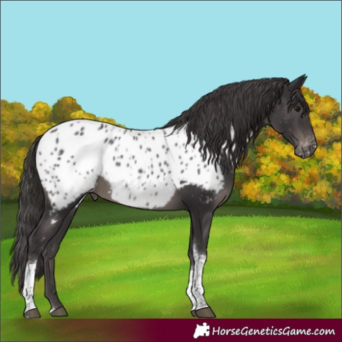 Horse Color:Smoky Black Tobiano Near Leopard Rabicano 