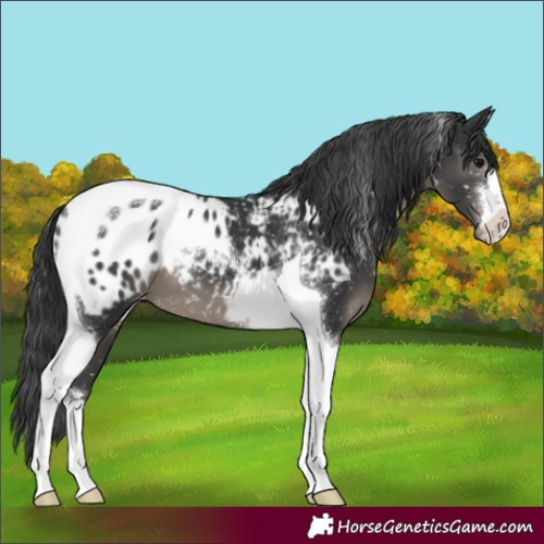 Horse Color:Black Tobiano Blanket 