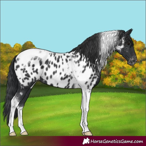 Horse Color:Black Tobiano Near Leopard