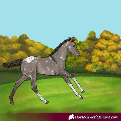 Horse Color:White Spotted Smoky Grullo Tobiano Blanket