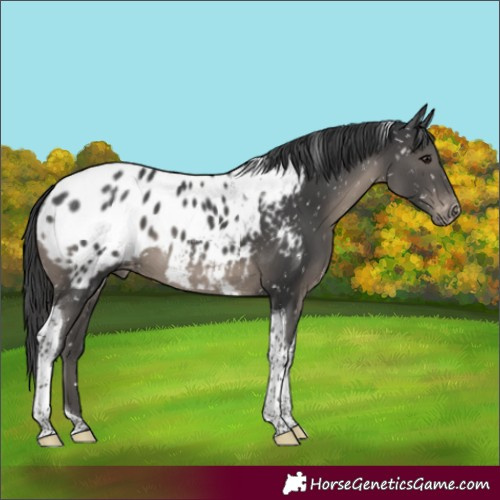 Horse Color:Black Tobiano Near Leopard 