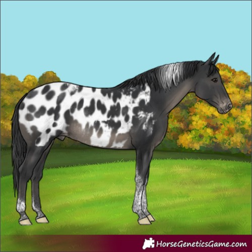 Horse Color:Black Tobiano Near Leopard Rabicano 
