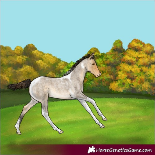 Horse Color:Buckskin Roan Dun Tobiano Skewed LP Spotted 