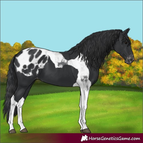 Horse Color:Black Tobiano Blanket