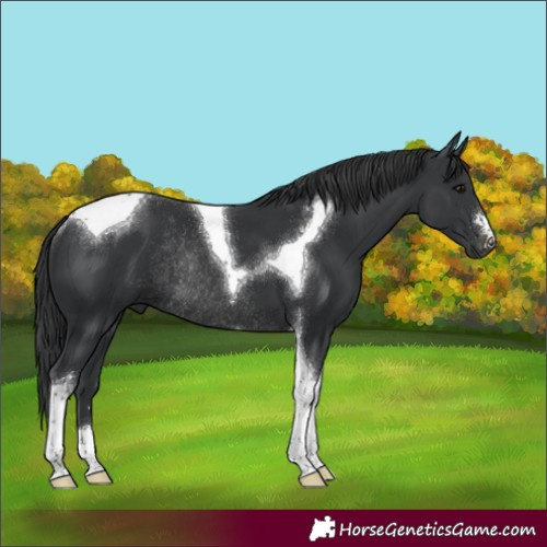 Horse Color:Black Tobiano Rabicano