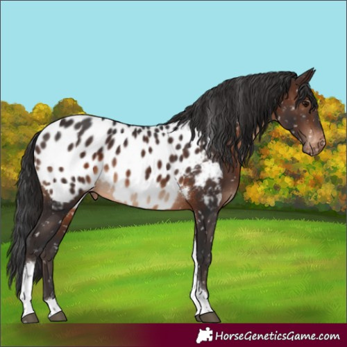 Horse Color:Brown Tobiano Near Leopard 
