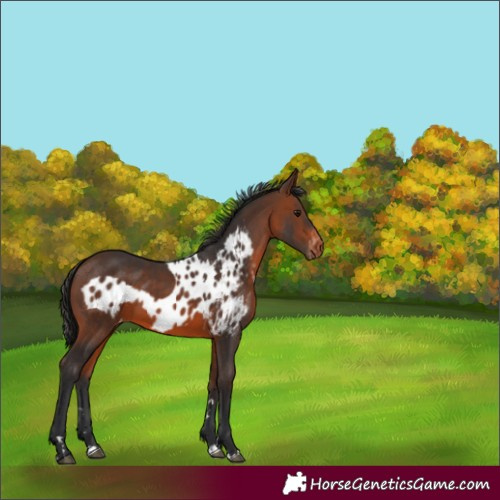 Horse Color:Brown Skewed LP Spotted 
