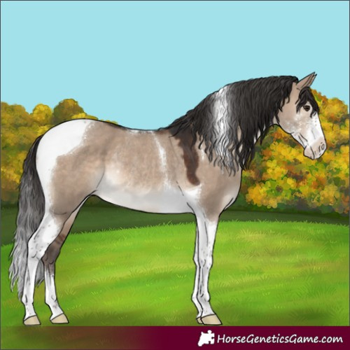 Horse Color:Brown Dun Sabino Tobiano Rabicano 