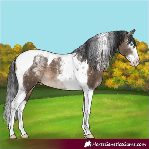 Horse Color:Powder White Brown Dun Splash Tobiano Snowflake Varnish Brindle