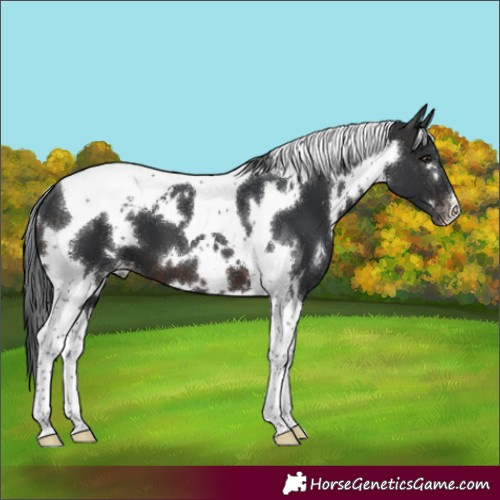 Horse Color:White Spotted Brown Tobiano Varnish