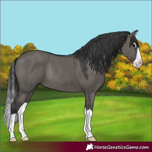 Horse Color:Grullo Splash Rabicano