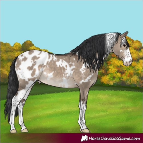 Horse Color:White Spotted Brown Dun Sabino Blanket 