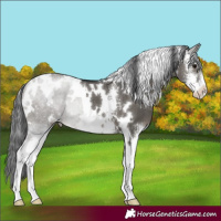 Horse Color:White Spotted Grullo Sabino Varnish Brindle