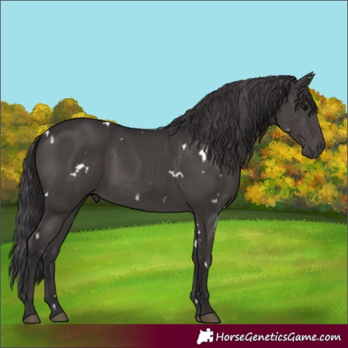Horse Color:White Spotted Smoky Black Rabicano 
