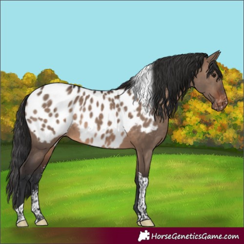 Horse Color:Brown Dun Sabino Tobiano Near Leopard Rabicano