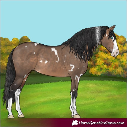 Horse Color:White Spotted Brown Dun Splash Rabicano 