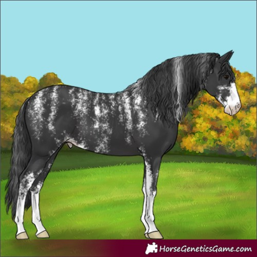 Horse Color:Powder White Black Sabino Varnish 