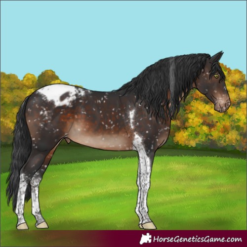 Horse Color:Brown Sabino Tobiano Blanket 