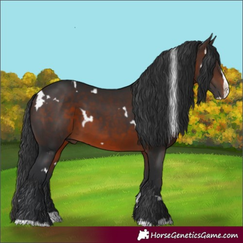 Horse Color:White Spotted Brown Splash 