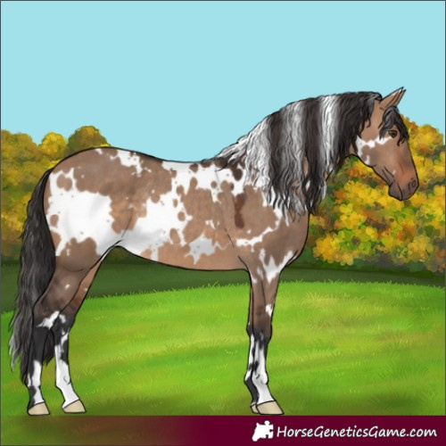 Horse Color:White Spotted Brown Dun Rabicano