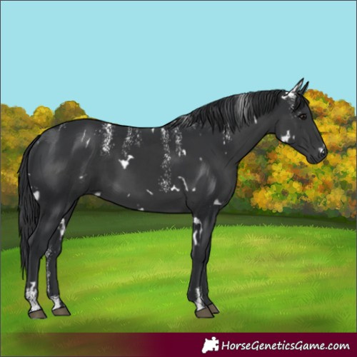 Horse Color:Powder White White Spotted Black