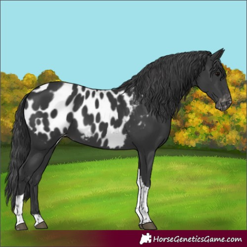 Horse Color:Black Tobiano Blanket 