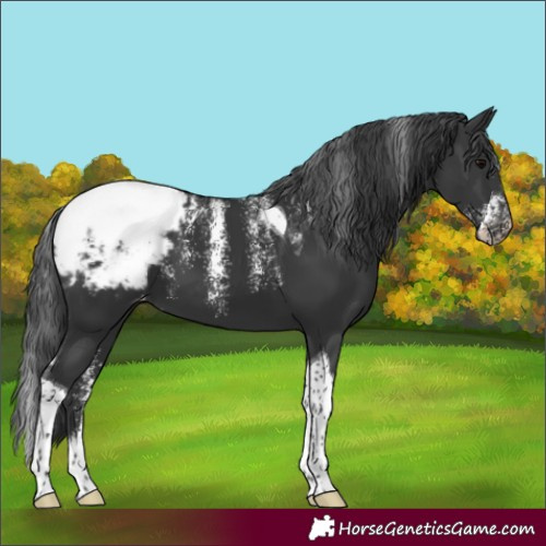 Horse Color:Powder White Black Tobiano Snowcap