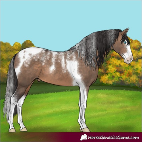 Horse Color:Powder White Brown Dun Splash Tobiano Varnish 