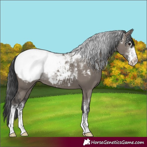 Horse Color:Powder White Grullo Sabino Snowcap 