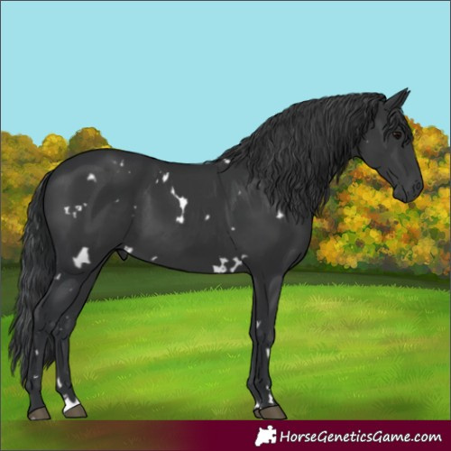 Horse Color:White Spotted Black Rabicano 