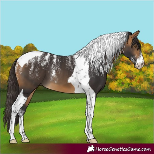 Horse Color:Powder White Buckskin Tobiano 