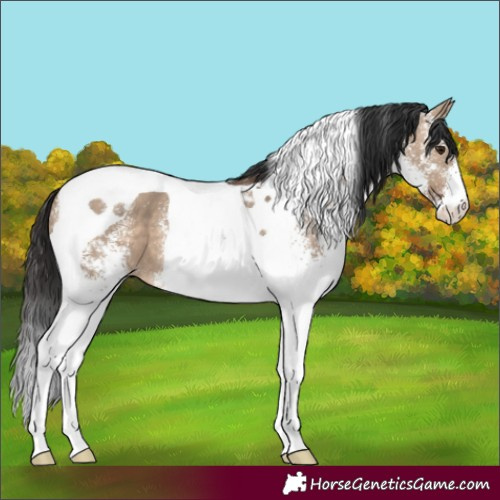 Horse Color:White Spotted Brown Dun Tobiano