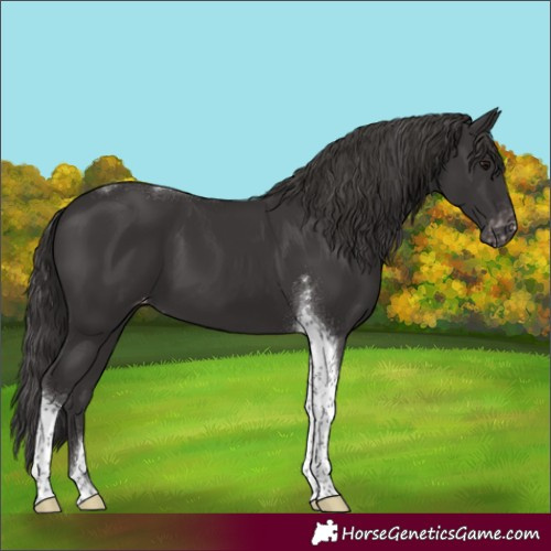 Horse Color:Smoky Black Tobiano Varnish