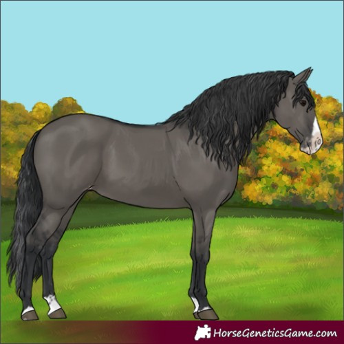 Horse Color:Grullo Splash Varnish Rabicano 