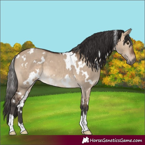 Horse Color:White Spotted Brown Dun