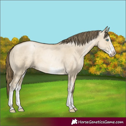Horse Color:Smoky Grullo Pearl Sabino