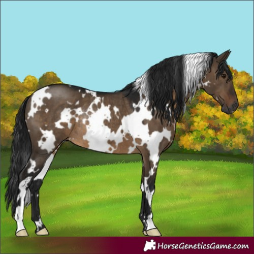 Horse Color:Gray White Spotted Brown Dun Rabicano