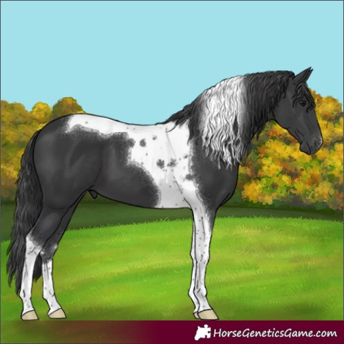 Horse Color:Black Tobiano 