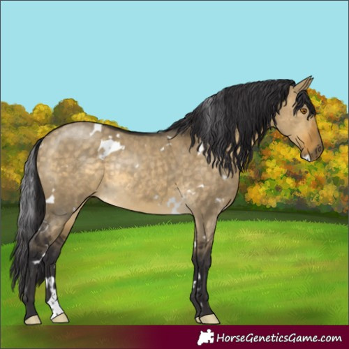 Horse Color:White Spotted Buckskin Dun Rabicano 